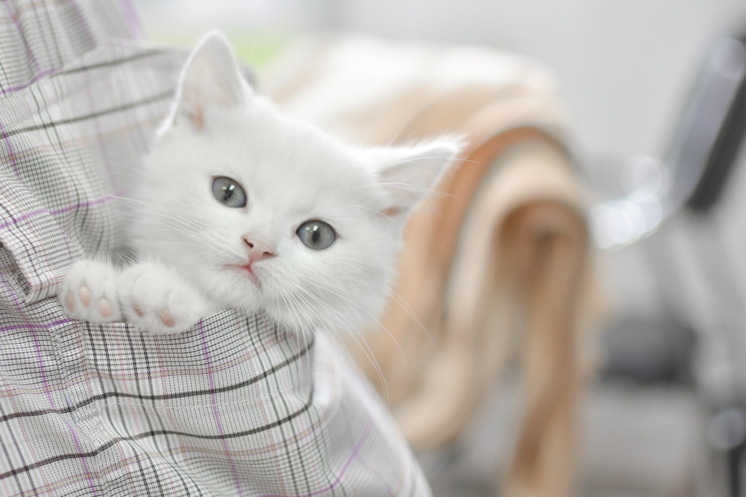 The Science Behind Cats Making Us Smile